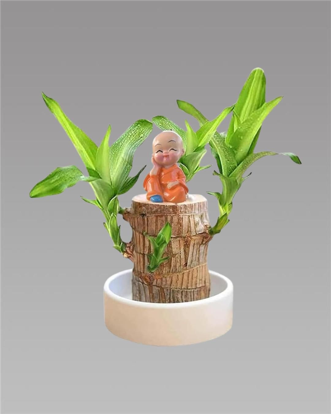 Brazilian Lucky Wood, Mini Home Plant Decorations, Lucky Wood Mini Plant