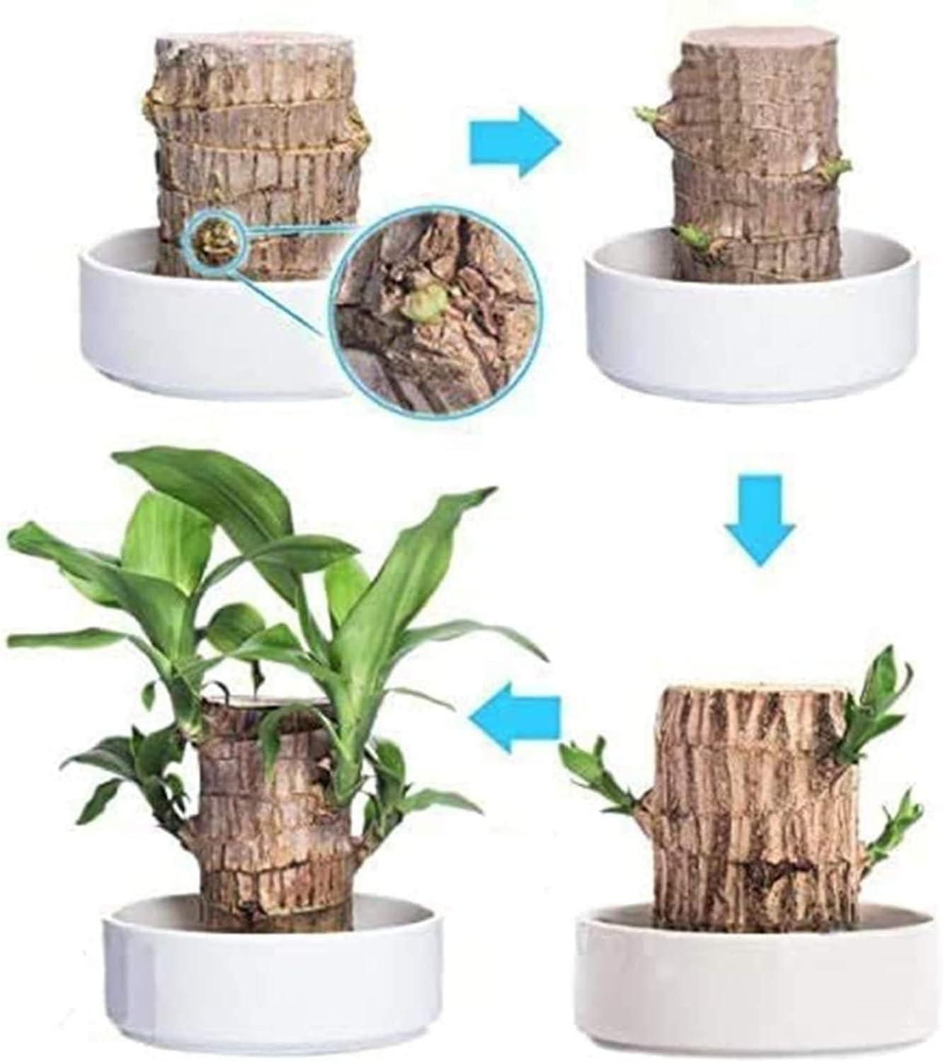 Brazilian Lucky Wood, Mini Home Plant Decorations, Lucky Wood Mini Plant