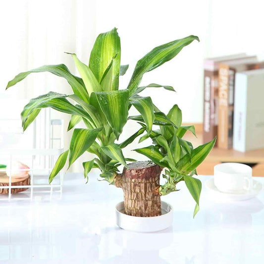 Brazilian Lucky Wood, Mini Home Plant Decorations, Lucky Wood Mini Plant