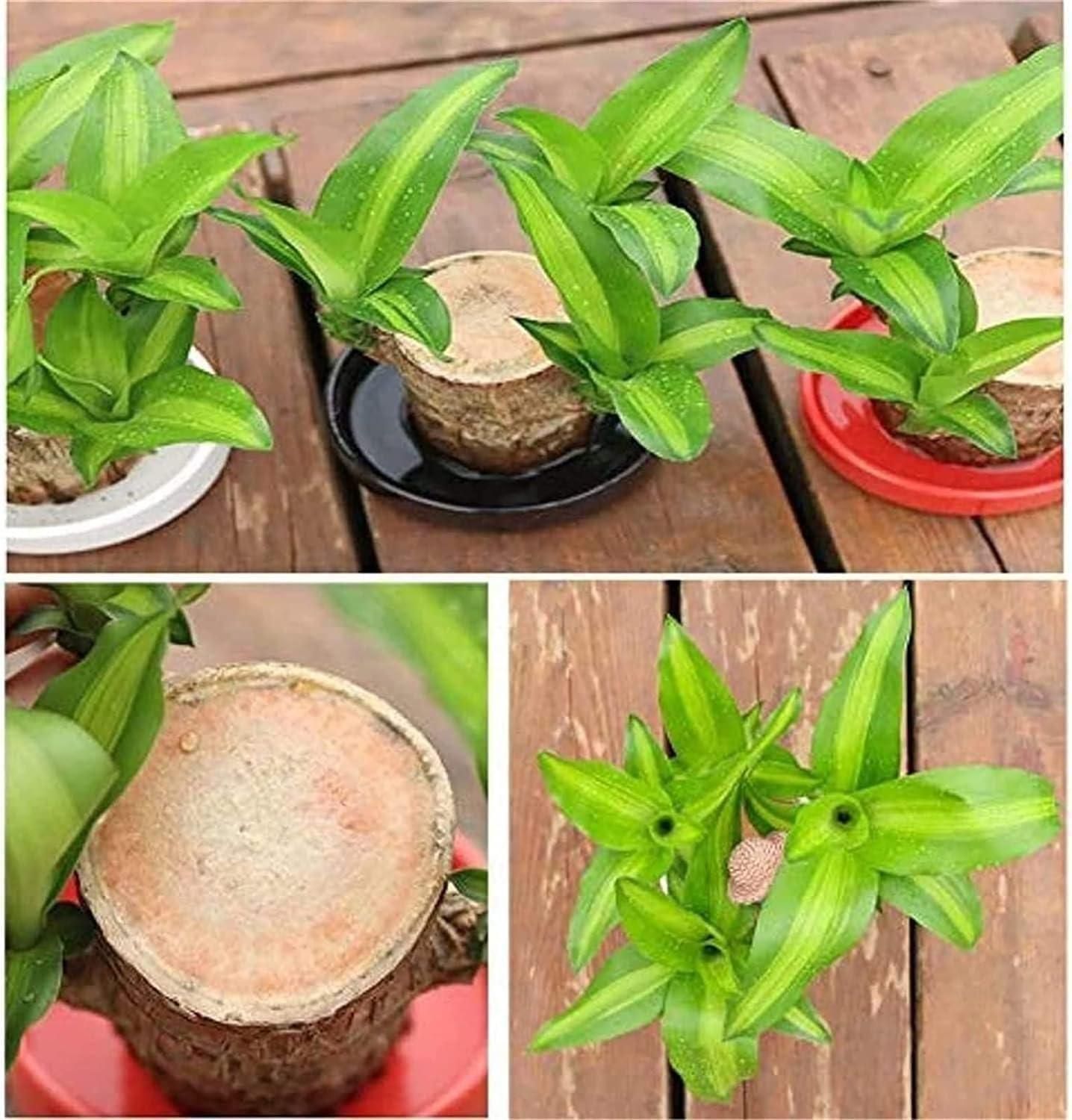Brazilian Lucky Wood, Mini Home Plant Decorations, Lucky Wood Mini Plant