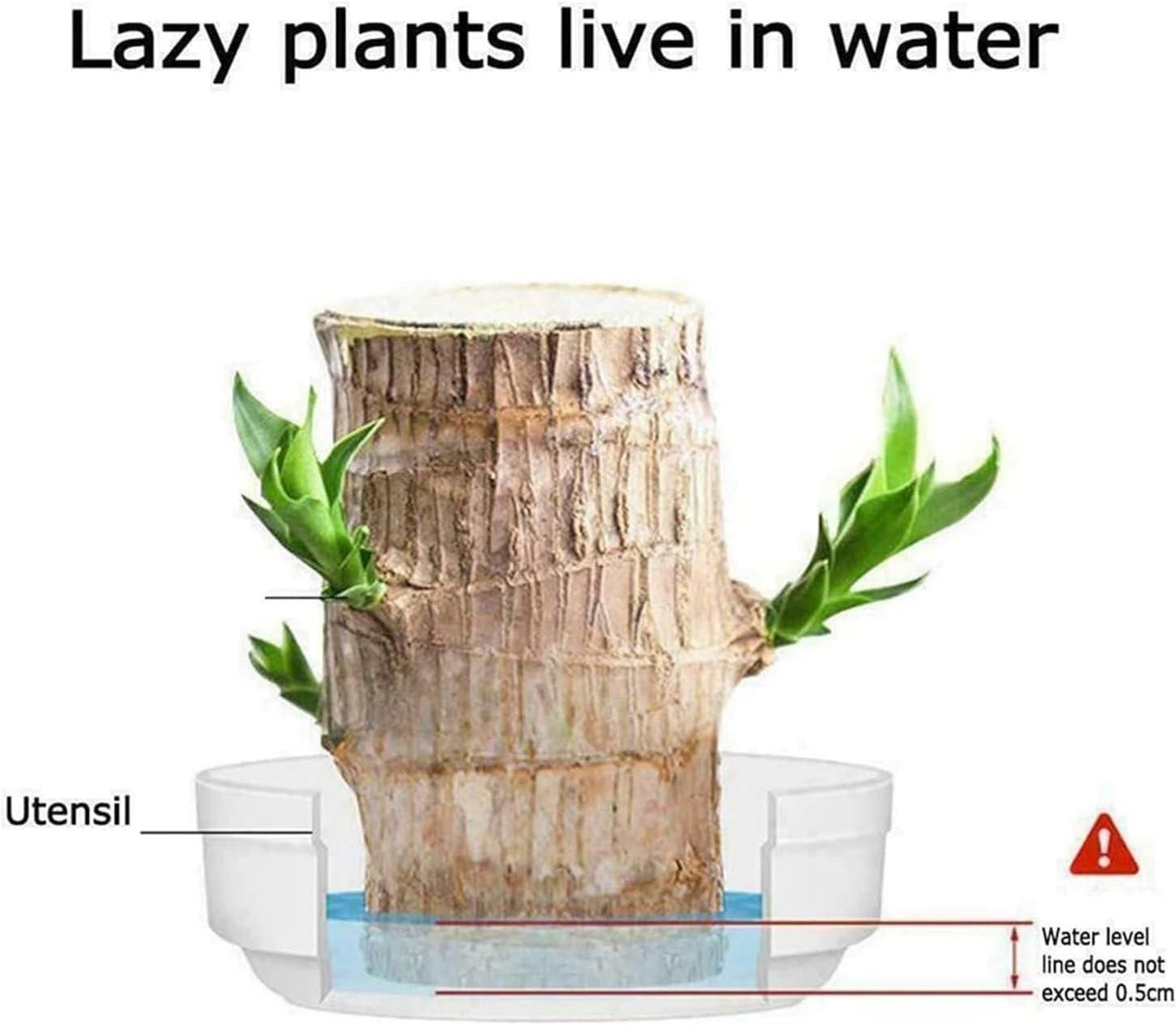 Brazilian Lucky Wood, Mini Home Plant Decorations, Lucky Wood Mini Plant