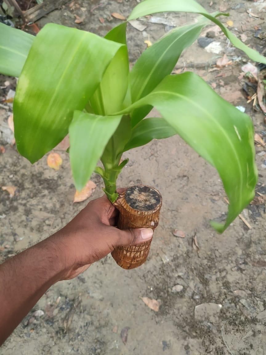 Brazilian Lucky Wood, Mini Home Plant Decorations, Lucky Wood Mini Plant