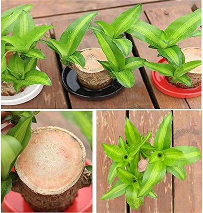 Brazilian Lucky Wood, Mini Home Plant Decorations, Lucky Wood Mini Plant